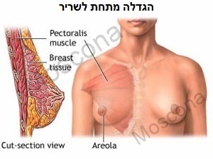 areola cut section view